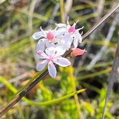Burchardia umbellata at Wybung, NSW - 13 Sep 2024 03:08 PM