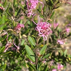 Grevillea sericea (Pink Spider-Flower) at Wybung, NSW - 13 Sep 2024 by Tapirlord