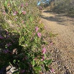 Grevillea sericea at Wybung, NSW - 13 Sep 2024 03:06 PM