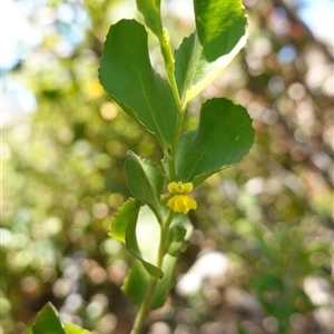 Goodenia varia at Flinders Chase, SA - 5 Dec 2024 by RobG1