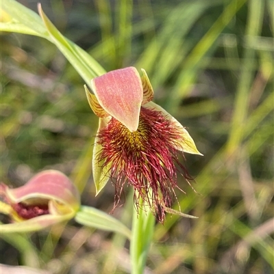 Calochilus paludosus (Strap Beard Orchid) at Wybung, NSW - 13 Sep 2024 by Tapirlord