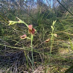 Calochilus paludosus at Wybung, NSW - suppressed