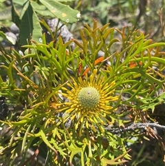 Isopogon anemonifolius (Common Drumsticks) at Wybung, NSW - 13 Sep 2024 by Tapirlord