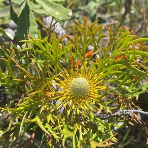 Isopogon anemonifolius at Wybung, NSW - suppressed
