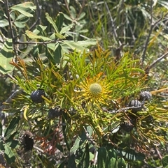 Isopogon anemonifolius at Wybung, NSW - suppressed