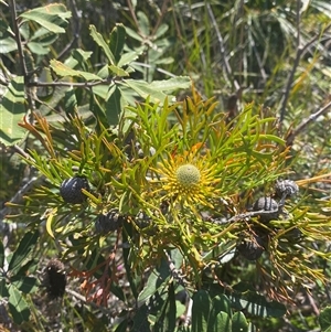 Isopogon anemonifolius at Wybung, NSW - suppressed