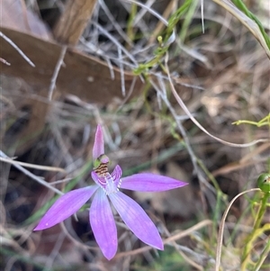 Caladenia quadrifaria at suppressed - suppressed