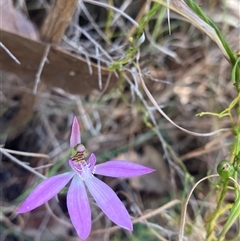 Caladenia quadrifaria at suppressed - suppressed