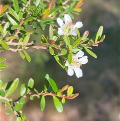 Leptospermum polygalifolium subsp. cismontanum (Tantoon) at Wybung, NSW - 13 Sep 2024 by Tapirlord