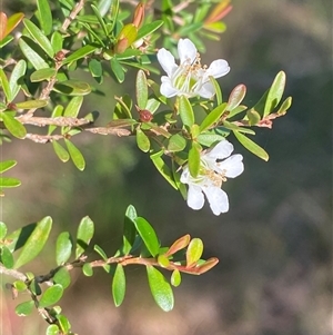 Leptospermum polygalifolium subsp. cismontanum at Wybung, NSW - 13 Sep 2024 03:05 PM