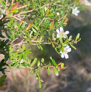 Leptospermum polygalifolium subsp. cismontanum at Wybung, NSW - 13 Sep 2024 03:05 PM