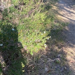 Leptospermum polygalifolium subsp. cismontanum at Wybung, NSW - 13 Sep 2024 03:05 PM