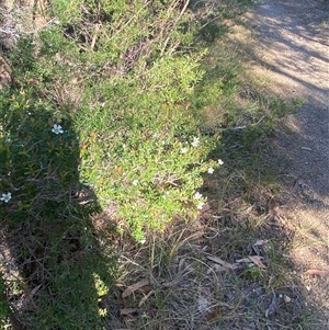 Leptospermum polygalifolium subsp. cismontanum at Wybung, NSW - 13 Sep 2024 03:05 PM