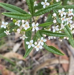 Zieria smithii at Wybung, NSW - 13 Sep 2024 03:04 PM