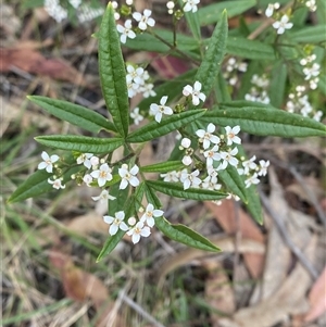 Zieria smithii at Wybung, NSW - 13 Sep 2024 03:04 PM