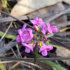 Mirbelia rubiifolia (Heathy Mirbelia) at Wybung, NSW - 13 Sep 2024 by Tapirlord