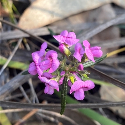 Mirbelia rubiifolia (Heathy Mirbelia) at Wybung, NSW - 13 Sep 2024 by Tapirlord