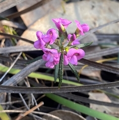 Mirbelia rubiifolia at Wybung, NSW - 13 Sep 2024 03:03 PM