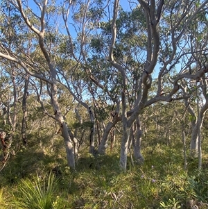 Eucalyptus haemastoma at Wybung, NSW - 13 Sep 2024 03:03 PM
