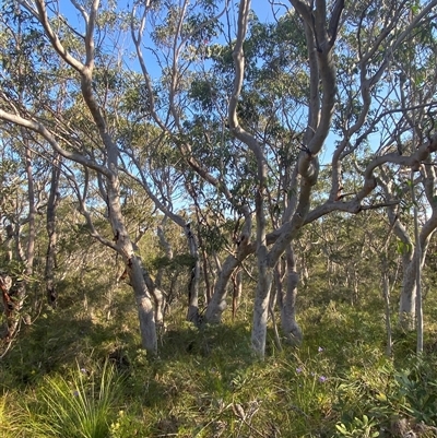 Eucalyptus haemastoma (Scribbly Gum) at Wybung, NSW - 13 Sep 2024 by Tapirlord