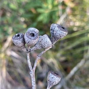 Eucalyptus haemastoma at Wybung, NSW - 13 Sep 2024 03:03 PM