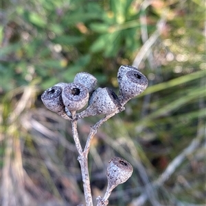 Eucalyptus haemastoma at Wybung, NSW - 13 Sep 2024 03:03 PM