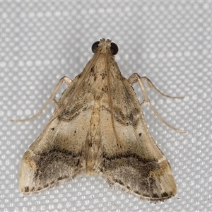 Scenedra decoratalis at Melba, ACT - 24 Feb 2025 11:24 PM