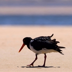 Haematopus longirostris (Australian Pied Oystercatcher) at Potato Point, NSW - 21 Feb 2025 by jb2602