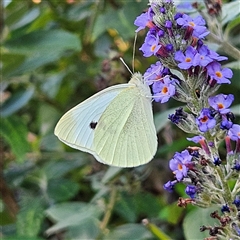 Pieris rapae (Cabbage White) at Braidwood, NSW - 1 Mar 2025 by MatthewFrawley