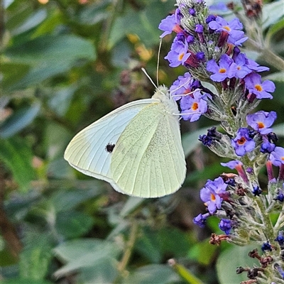 Pieris rapae (Cabbage White) at Braidwood, NSW - 1 Mar 2025 by MatthewFrawley