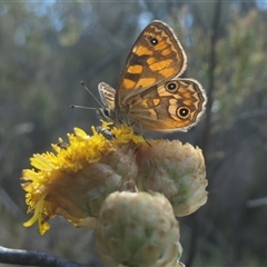 Oreixenica correae (Orange Alpine Xenica) at Cotter River, ACT - 27 Feb 2025 by jmcleod