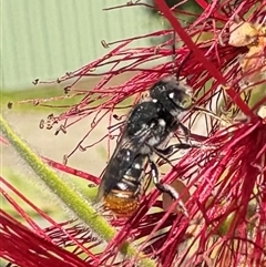 Megachile Genus (Leafcutter, Mortar & Resin Bees) at Dunlop, ACT - 1 Mar 2025 by JR