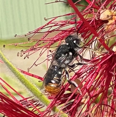 Megachile sp. (several subgenera) (Resin Bees) at Dunlop, ACT - 1 Mar 2025 by JR