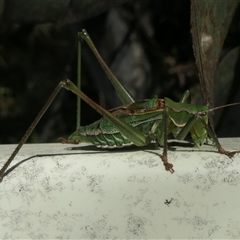 Unidentified Grasshopper, Cricket or Katydid (Orthoptera) at Cotter River, ACT - 27 Feb 2025 by jmcleod