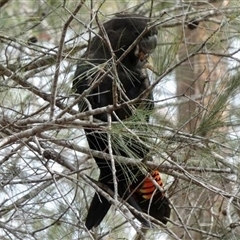 Calyptorhynchus lathami lathami by GITM3