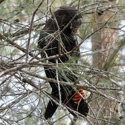 Calyptorhynchus lathami lathami (Glossy Black-Cockatoo) at Buxton, NSW - 19 Sep 2019 by GITM3