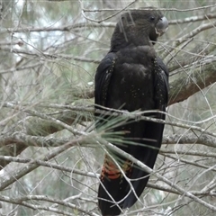 Calyptorhynchus lathami lathami at Buxton, NSW - suppressed