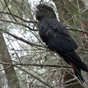 Calyptorhynchus lathami lathami at Buxton, NSW - suppressed