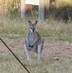 Notamacropus rufogriseus (Red-necked Wallaby) at Cotter River, ACT - 22 Feb 2025 by jmcleod