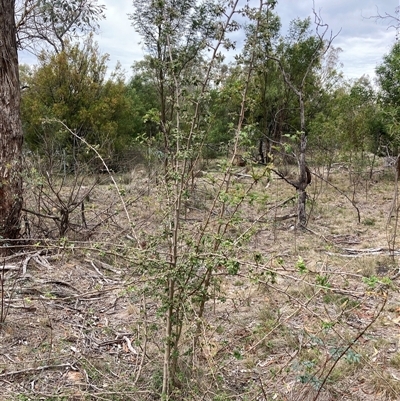 Crataegus monogyna (Hawthorn) at Kenny, ACT - 23 Feb 2025 by waltraud