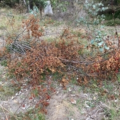 Rosa sp. (A Wild Rose) at Kenny, ACT - 23 Feb 2025 by waltraud