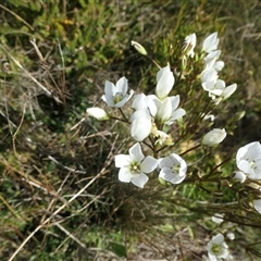 Gentianella muelleriana subsp. jingerensis (Mueller's Snow-gentian) at Cotter River, ACT - 23 Feb 2025 by jmcleod