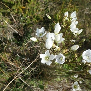 Gentianella muelleriana subsp. jingerensis at Cotter River, ACT - suppressed