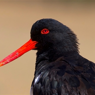 Haematopus longirostris (Australian Pied Oystercatcher) at Potato Point, NSW - 21 Feb 2025 by jb2602