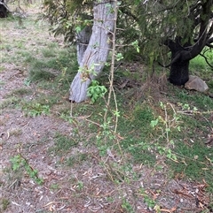 Crataegus monogyna (Hawthorn) at Kenny, ACT - 23 Feb 2025 by waltraud