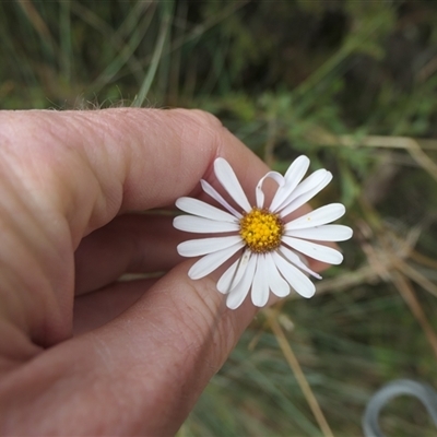 Brachyscome aculeata (Hill Daisy) at Cotter River, ACT - 23 Feb 2025 by jmcleod