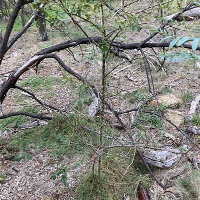 Rosa sp. (A Wild Rose) at Kenny, ACT - 23 Feb 2025 by waltraud