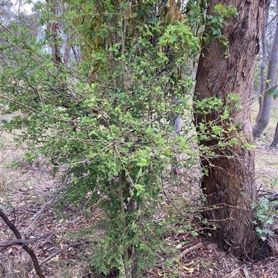 Crataegus monogyna (Hawthorn) at Kenny, ACT - 23 Feb 2025 by waltraud