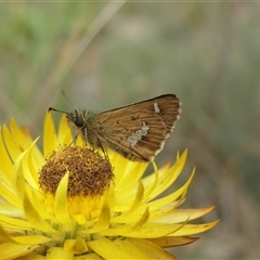 Dispar compacta (Barred Skipper) at Cotter River, ACT - 23 Feb 2025 by jmcleod