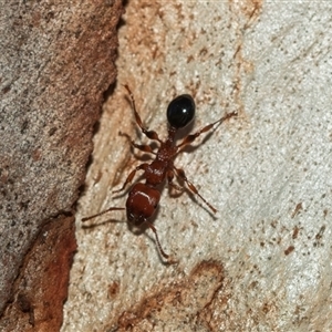 Podomyrma gratiosa at Higgins, ACT - 1 Mar 2025 08:17 AM